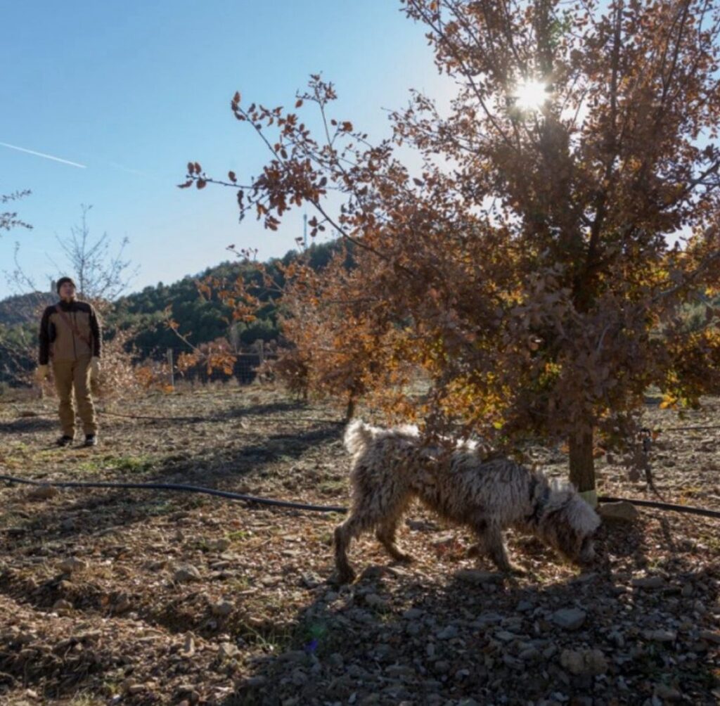 plantación de trufa negra en el Pirineo Aragonés