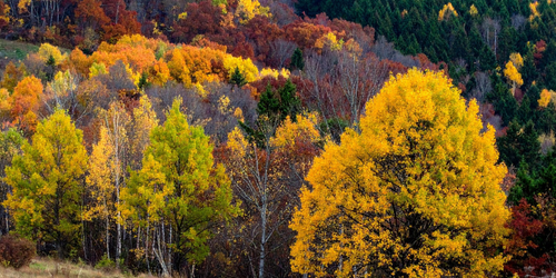 Bosque del Sobrarbe en otoño con setas silvestres y hojas caídas.