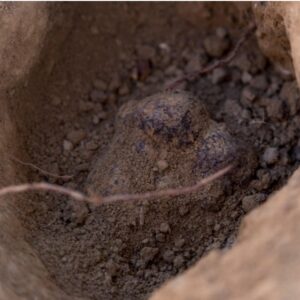 Trufa negra Tuber melanosporum del Pirineo, tesoro gastronómico de Aragón.