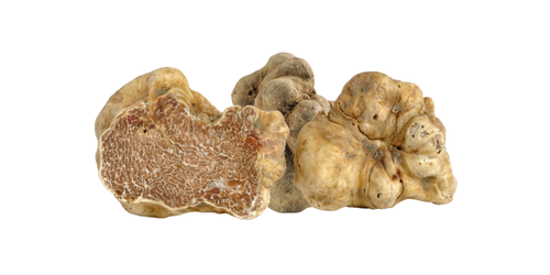 Trufa blanca Tuber magnatum 